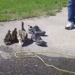 Duckling Rescue From A Manhole