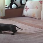 Little Dachshund Enjoy the bed for the first time