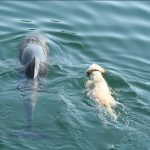Dolphin Take His Buddy For A Swim
