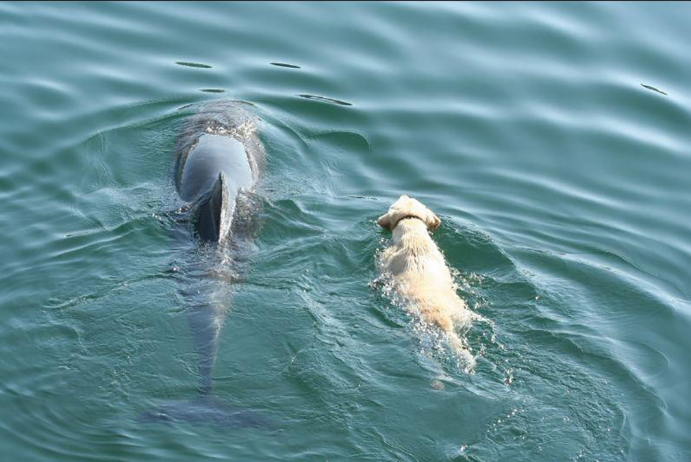 Dolphin, Shore, Swim, dogs, Island, Animals, friends,