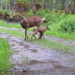 Fawn rescue and heartwarming reunion