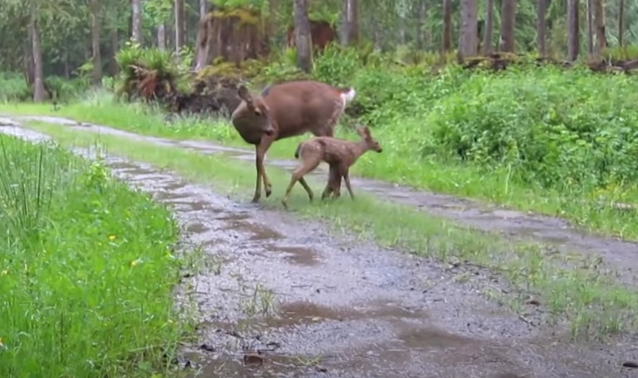 Fawn, Mom, babies, rescue, save life, animals, deer,