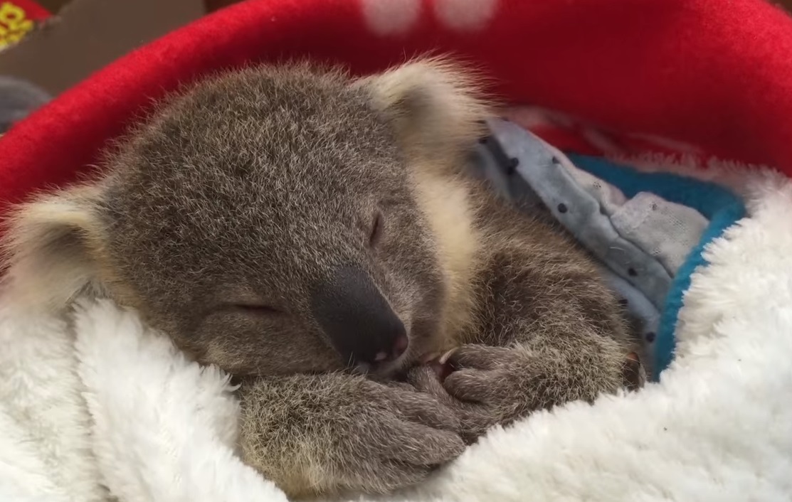 Adorable, Babies, Koala, animals, cute, adoption,