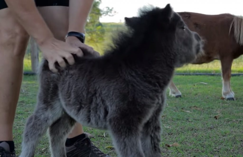 Miniature, Horse, babies, Animals, Adorable, Cute,