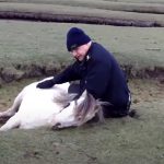 Pony and foal rescue