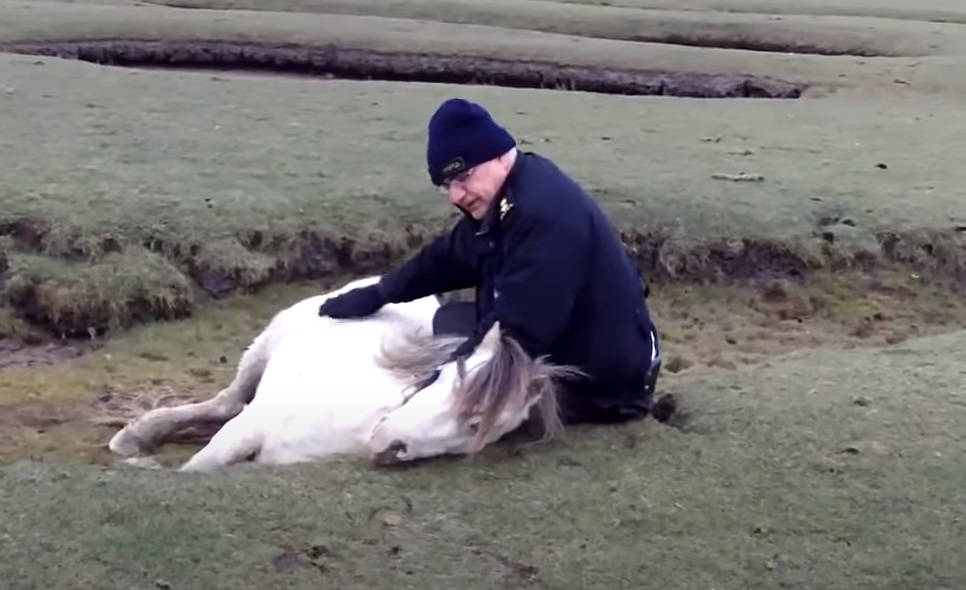 Foal, Mother, horse, touching, inspiring, rescue,