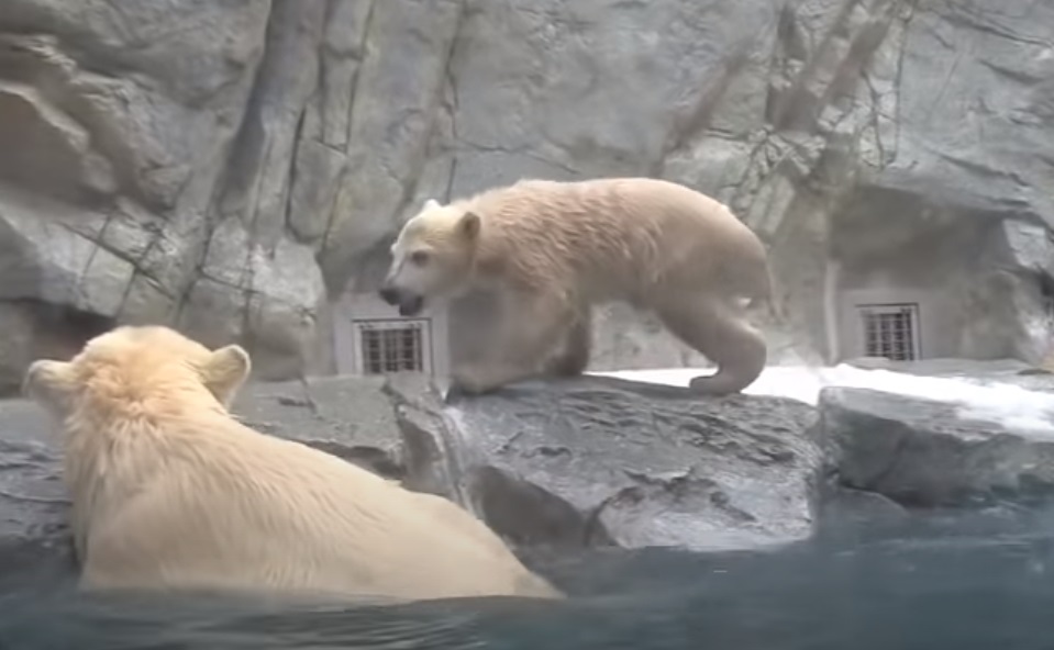 Zoo, Animals, bears, polar, swimming, rescue, mother,