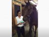 Horse, Animals, Birthday, Cake, Funny, Adorable,