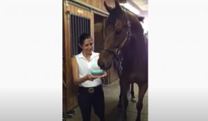 Horse, Animals, Birthday, Cake, Funny, Adorable,