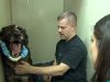Police Dog, dogs, police, miracle, story, animals,