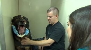 Police Dog, dogs, police, miracle, story, animals,