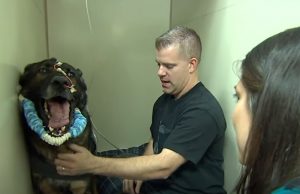 Police Dog, dogs, police, miracle, story, animals,