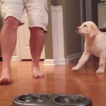 Lab Puppy Praying with Daddy Before Dinner