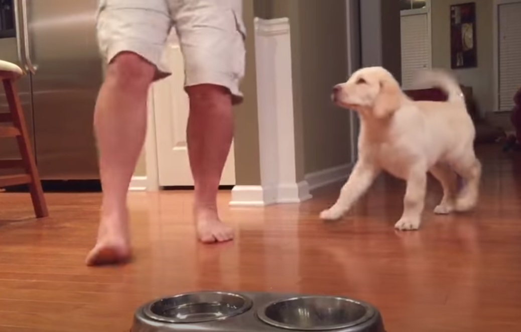 Lab Puppy Praying with Daddy Before Dinner : AmazingPandph