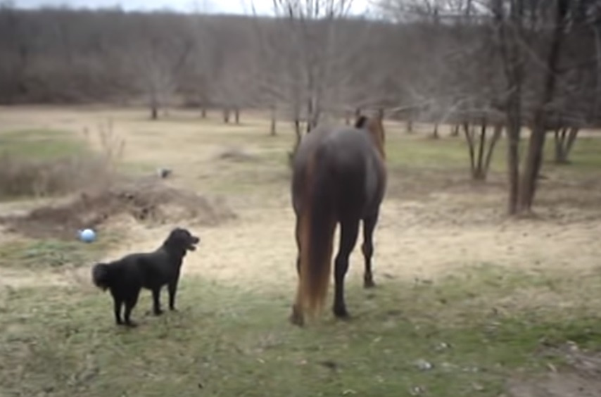 Animals, Friends, horses, Dogs, amazing, Playing, Happy,