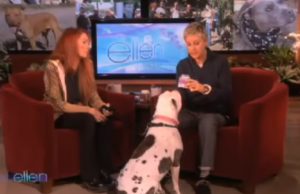 dog, guest, Ellen, Show, Pitbull, animals,