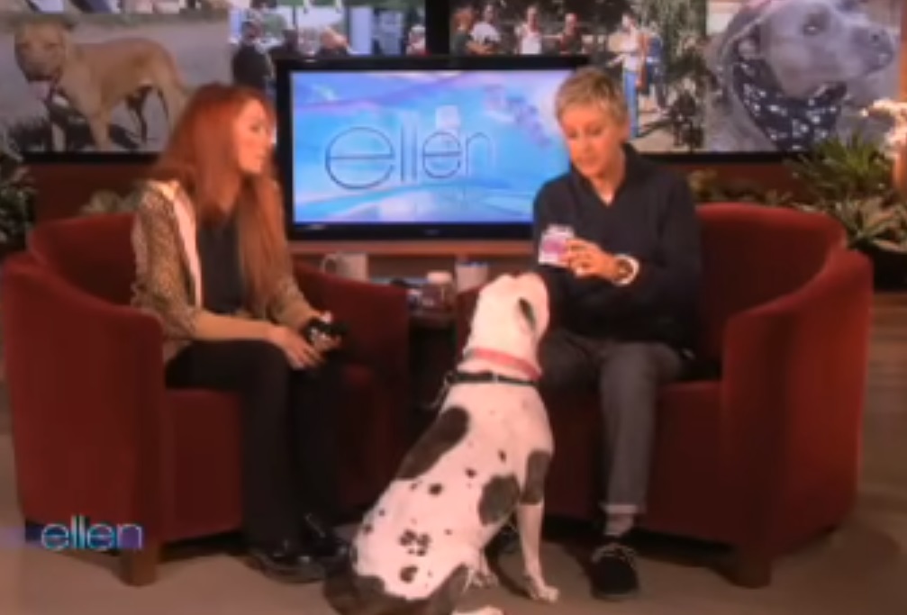 dog, guest, Ellen, Show, Pitbull, animals,