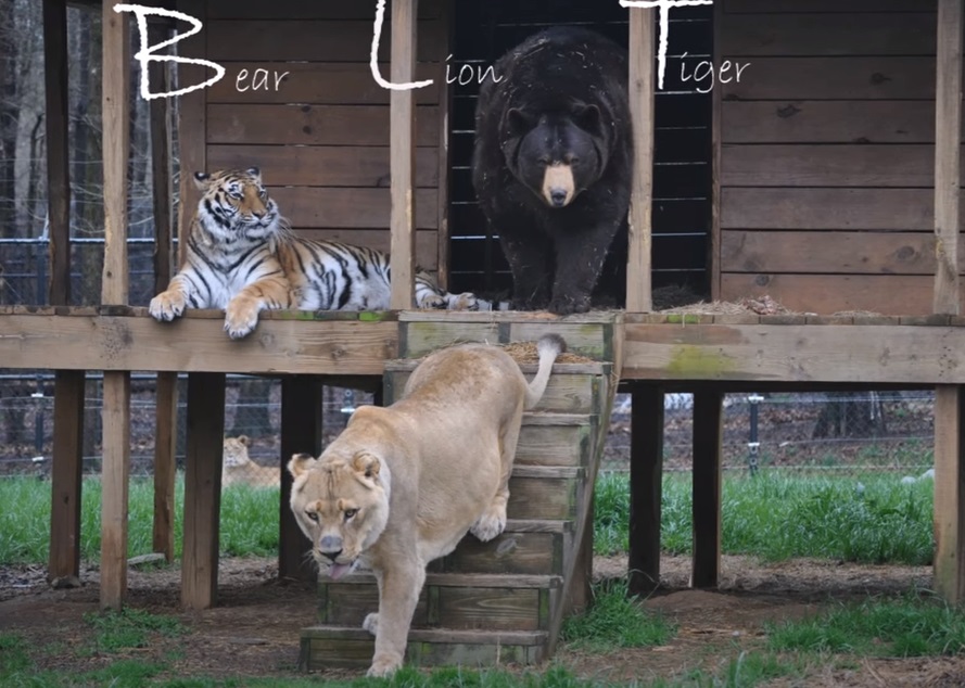 bear, tiger, lion, Friendship, Wild, Rescue Story, Animals,