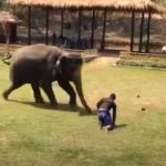 Elephant Comes To Protect his Owner