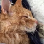 Frozen cat miraculously get a new life