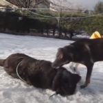 Best Rescue Story for a frozen Stray dog