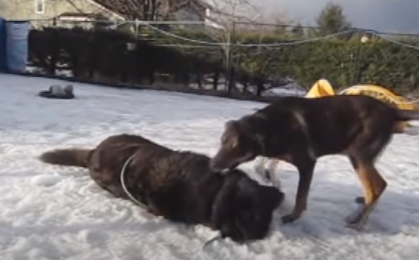 Dogs, Freezing, Winter, Chained, Story, Rescue,