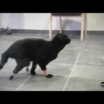 Video thumbnail for youtube video 5ondsgku7hw