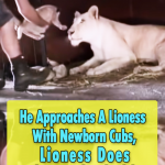 A Lioness and owner Celebrates new babies