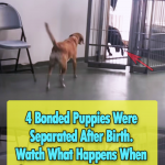 After 4 Years this Puppy Reunion will melt your Heart