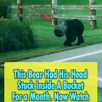 Bear Head Stuck Inside A Bucket For a Month