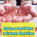 Brave bird enjoy the bath in his owner hands