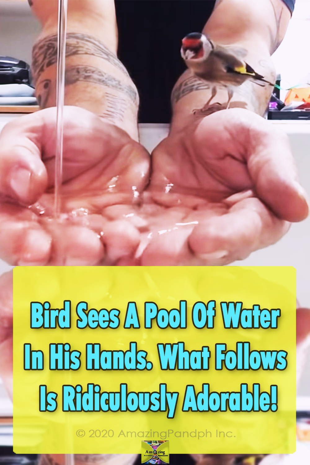 Birds, animals, trust, pool, bath, hands, amazing,