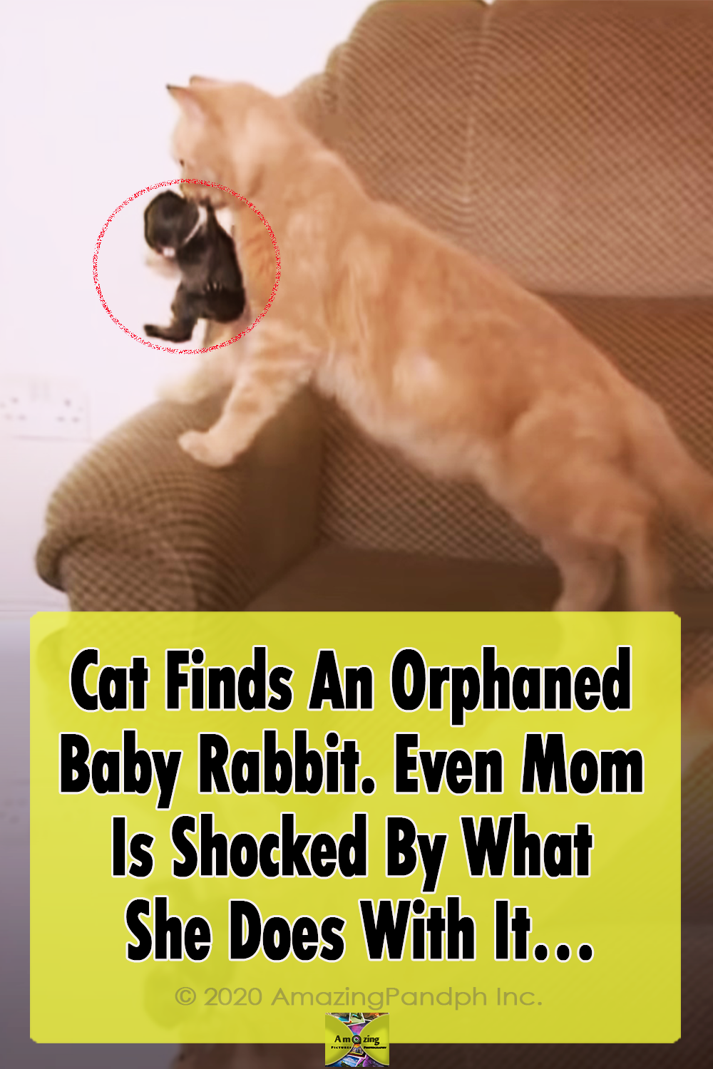 Cat, adoption, Baby, Rabbit, animals, pets,