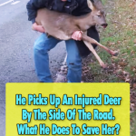 Emotional rescue of an injured deer