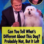 Hilarious Talking and Singing Dog Wendy
