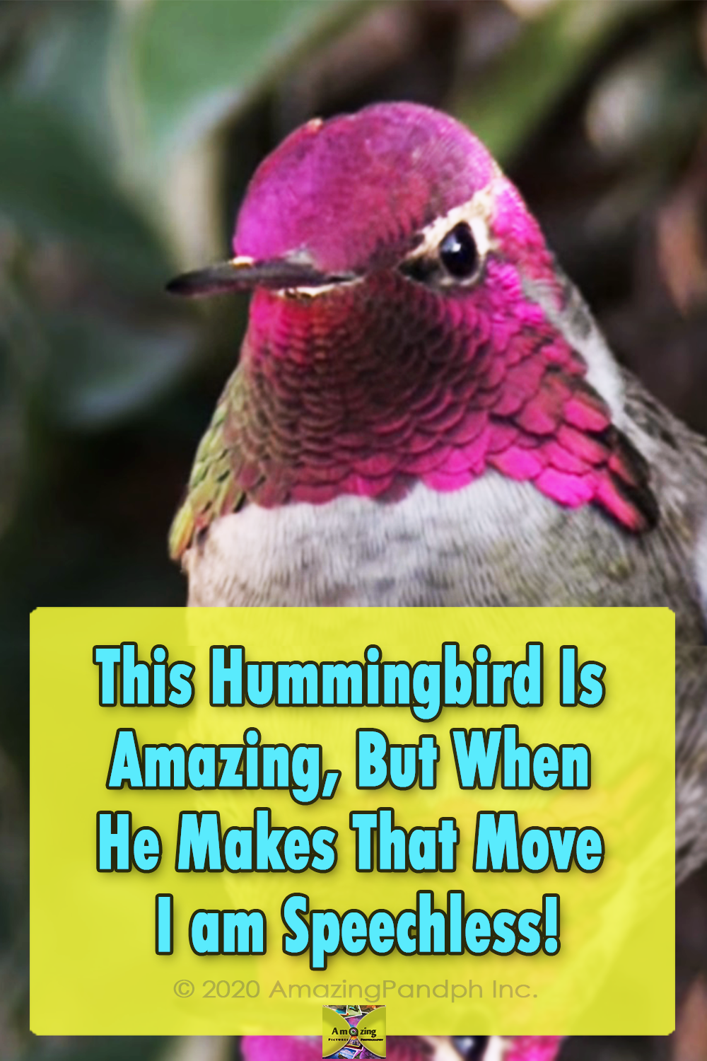 Hummingbird, Camera, colorful, magic, birds, animals, nature, beauty,