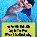 Husky Water Therapy
