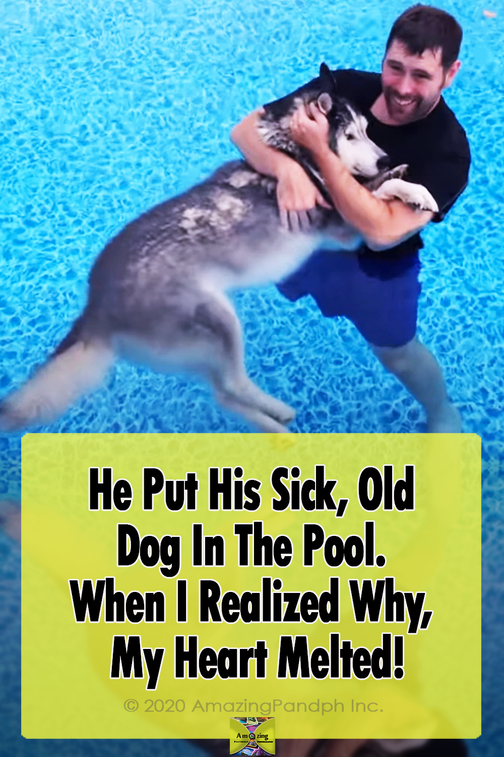 Pool, Cure, Therapy, Dogs, Husky, Animals,