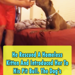Introduce a Homeless Kitten To His Pit Bull