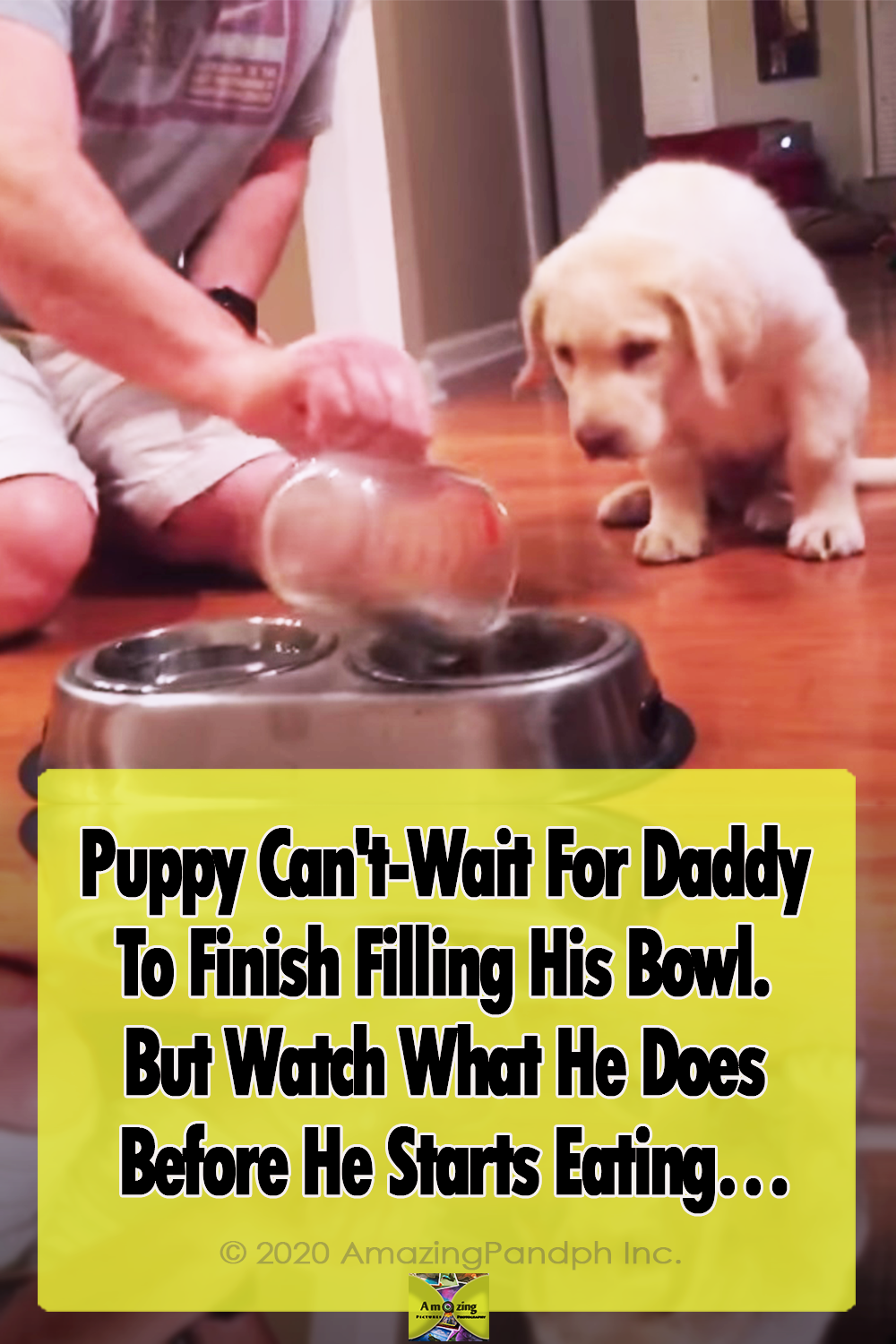 Puppy, Bowl, dinner, praying, adorable, animals, dogs,