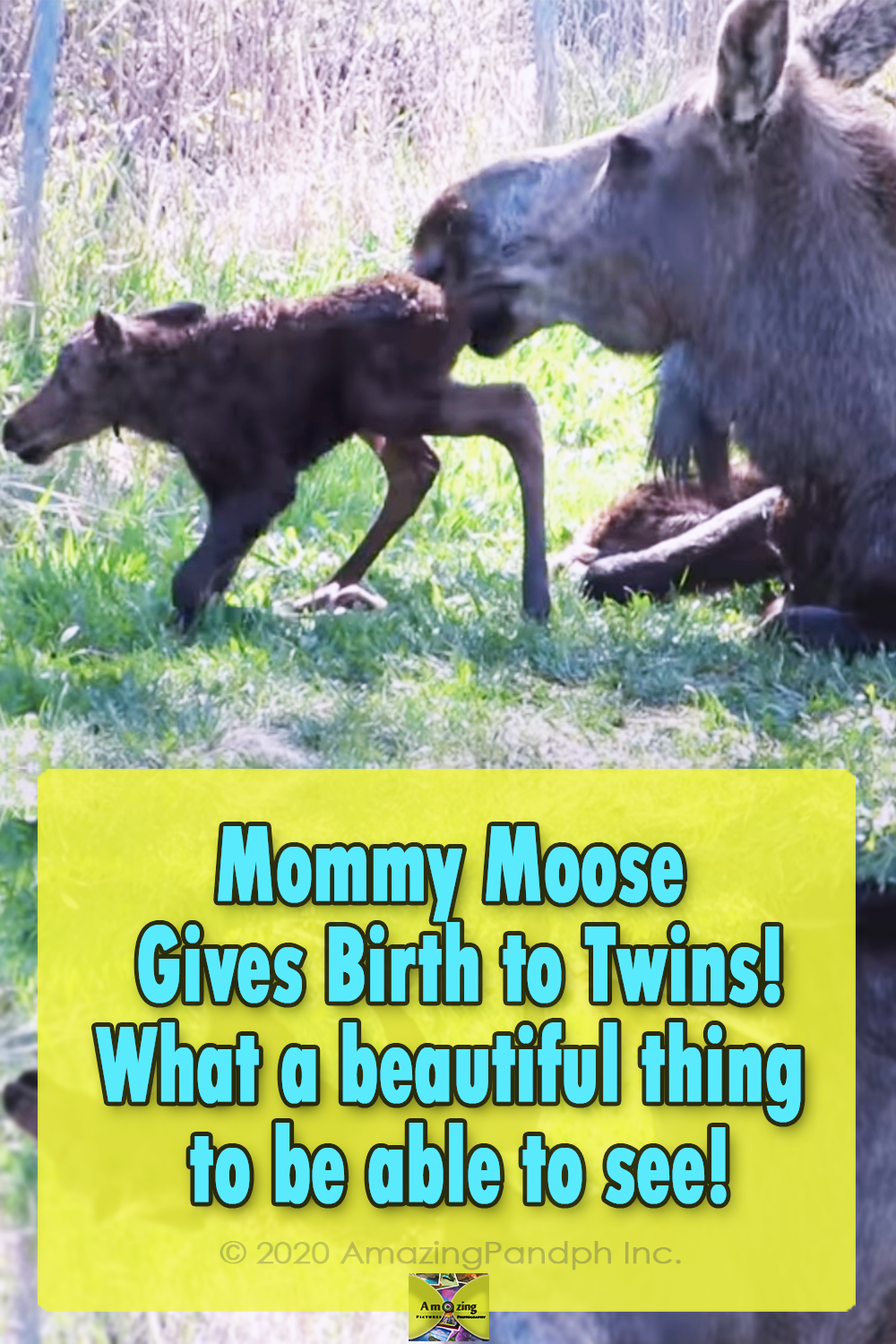 Moose, animals, babies, trending, newborn, adorable,