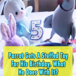 Parrot celebrate his 5 years old