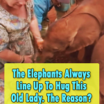 Phenomenal lady adopts Orphan Elephants
