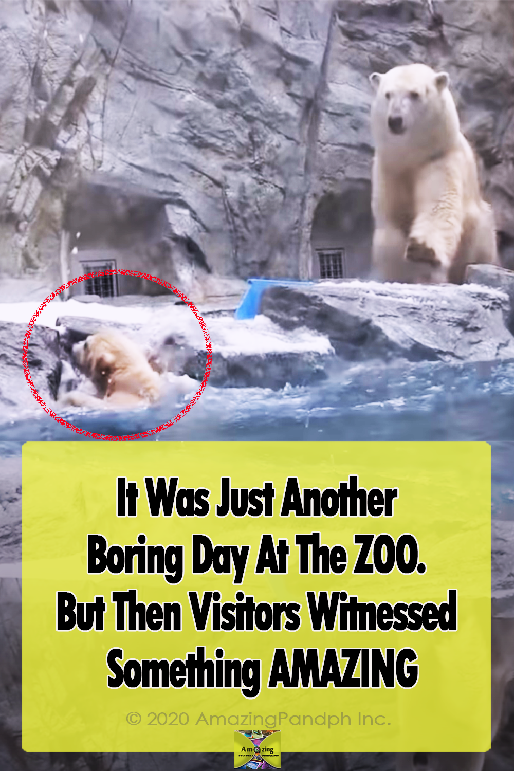 Zoo, Animals, bears, polar, swimming, rescue, mother,