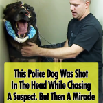 Police Dog Shot in Line of Duty