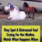 Pony and foal rescue