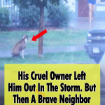 Saving An abandoned Dog From A Storm