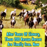She gave freedom to more than 200 horses
