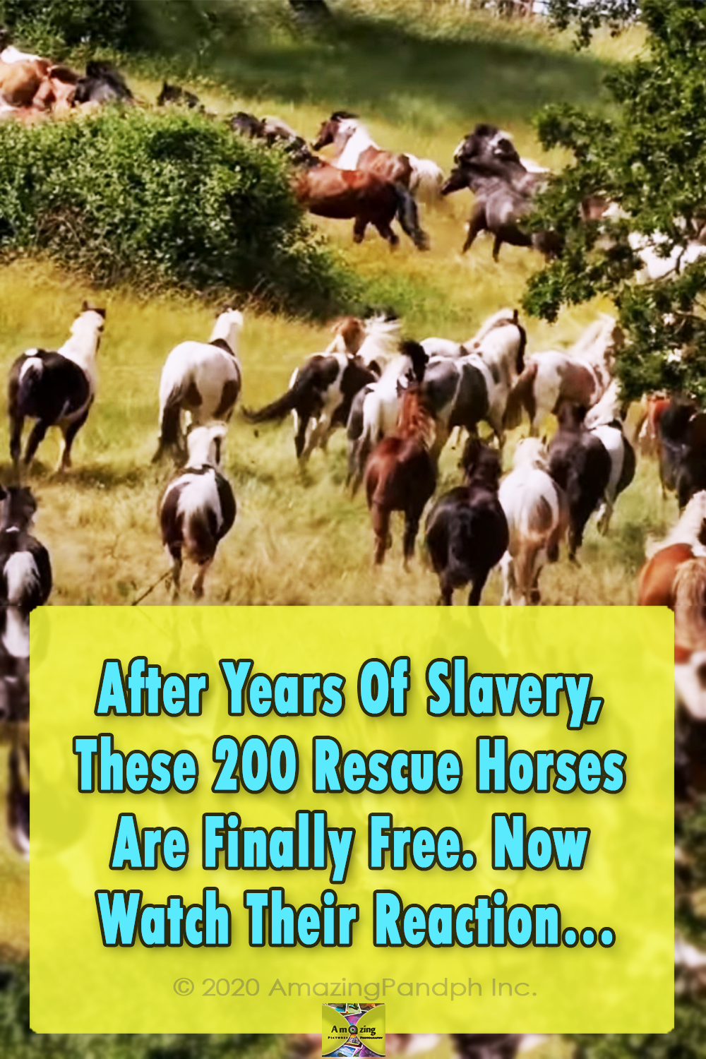 Horses, Free, rescue, story, animals, new life,