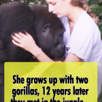 She grows up with two gorillas